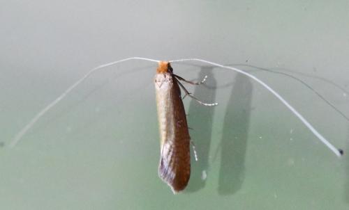 Réf. 340 016 : Nematopogon adansoniella